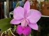 Cattleya walkeriana flamea (Bela-Vista)